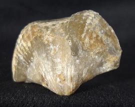 Sonstige - Brachiopoden - Licharewia rugulata KUTORGA 1842